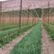 Hops field, Yakima Valley