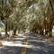 Best Ranch Road, pretty good tree tunnel