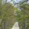 KcKinley Rd in spring