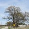 Going around a tree (Waterloo Rd)