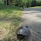 Turtle (with a leech) resting on Seymore Rd