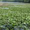 Fresh green on Winawanna Impoundment