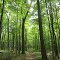 Woods in May (West Lake Nature Preserve, Dexter, MI)