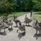 Goose Attack