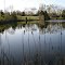 Cattails