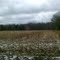 ruess road corn field