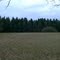 pine trees