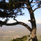 A tree grows on Yonah
