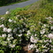 Inspiration Ridge: Mt. Laurel in May