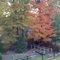 Backyard Oct 21, 2009