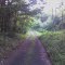 Caminando por el swamp de Chatham