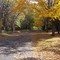 Cranford in the Fall