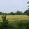 A Peaceful Pasture along the 9' Ribbon Road of Historic Route 66