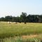 Lazy Grazing along the 9' Ribbon Road of Route 66