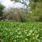 Bayou choked off with water hyacinth
