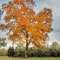 Fall Colors - Hanover County, VA