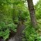 Reedy Creek, Caroline County, VA
