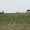 Antelope on Route 392