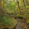A Fall Day in the Woods