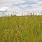 Prairie @ Standing Cedars