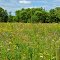 Prairie @ Standing Cedars