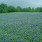 Bluebonnet Hill
