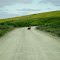 Grizzlie Bear on road between mine and Platinum Alaska