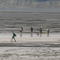 Walking Across the Flats