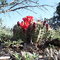 Blooming Prickly Pear