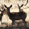Mule Deer off Route 181