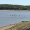 Geese on Red Rock