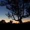 Tree Silhouette