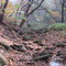 Hogs Back trail