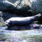 Harbor Seal