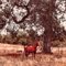 Bay Horse on an October Day