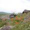 California Poppies in early spring