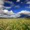 arvin flower field