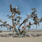 Shoe Tree