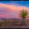 Desert Colors