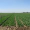 Farmlands