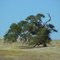 Lone tree