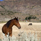 Near Eagleville, California