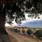Ancient Oak Tree, Modern Citrus Orchard, Fillmore CA