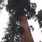 Gaint Tree