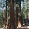 Sequoias