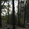 Dawn at Wawona Picnic area