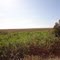 Wetlands near Point Magu