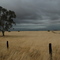 California Plains