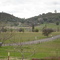 Table Mt. From Shell Road, off Rawhide Road