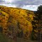 Autumn Gold